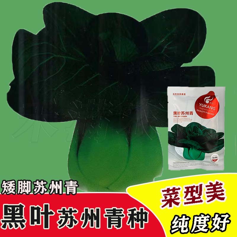 黑叶矮脚苏州青种子四季播种孑耐寒苏州青种子