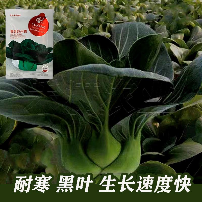 黑叶矮脚苏州青种子四季播种孑耐寒苏州青种子