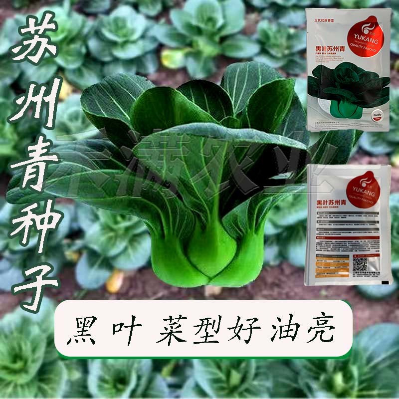 黑叶矮脚苏州青种子四季播种孑耐寒苏州青种子