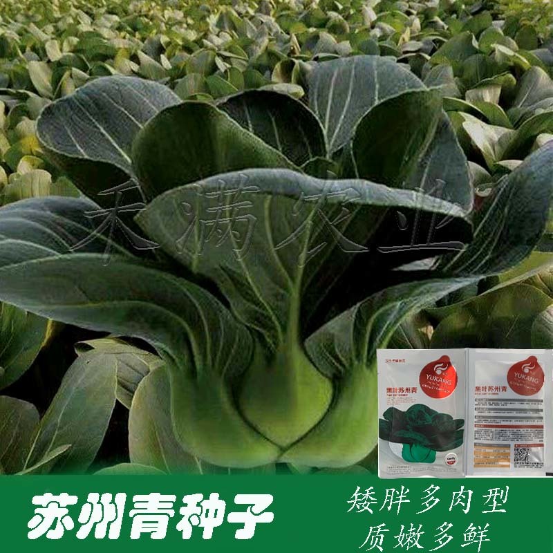 黑叶矮脚苏州青种子四季播种孑耐寒苏州青种子