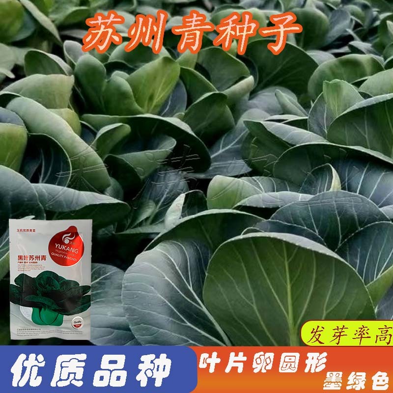黑叶矮脚苏州青种子四季播种孑耐寒苏州青种子