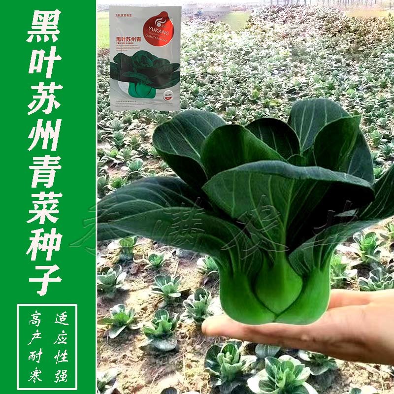 黑叶矮脚苏州青种子四季播种孑耐寒苏州青种子