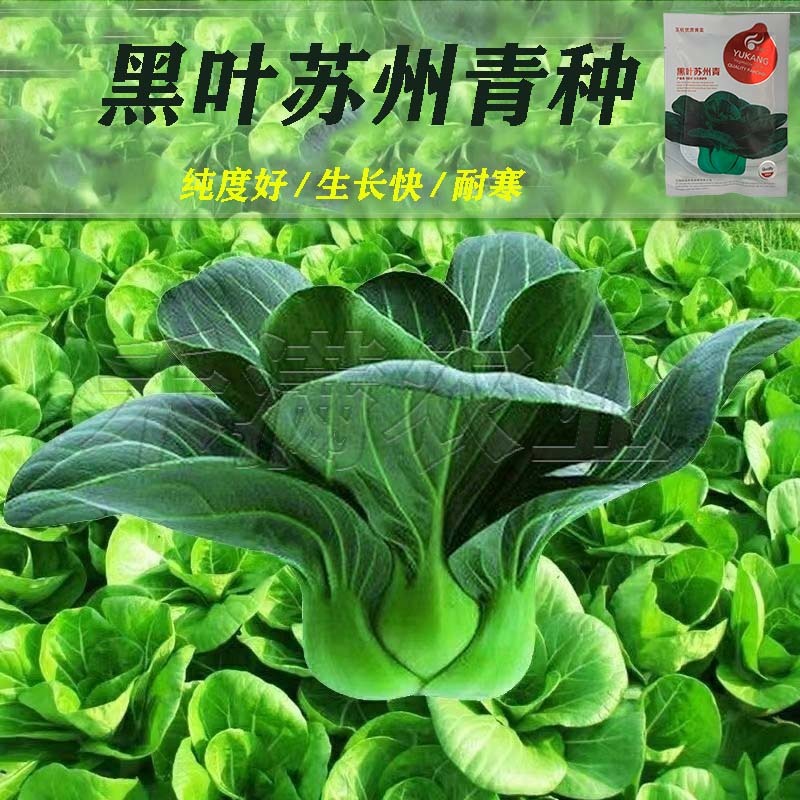 黑叶矮脚苏州青种子四季播种孑耐寒苏州青种子