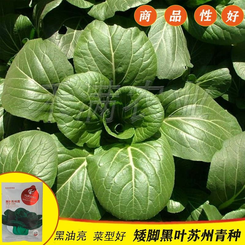 黑叶矮脚苏州青种子四季播种孑耐寒苏州青种子