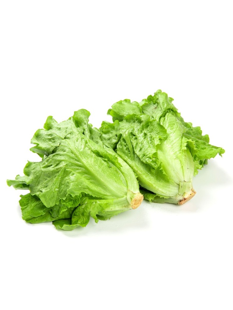 意大利耐抽苔生菜种子耐热耐寒四季可种植生菜种子基地用种子
