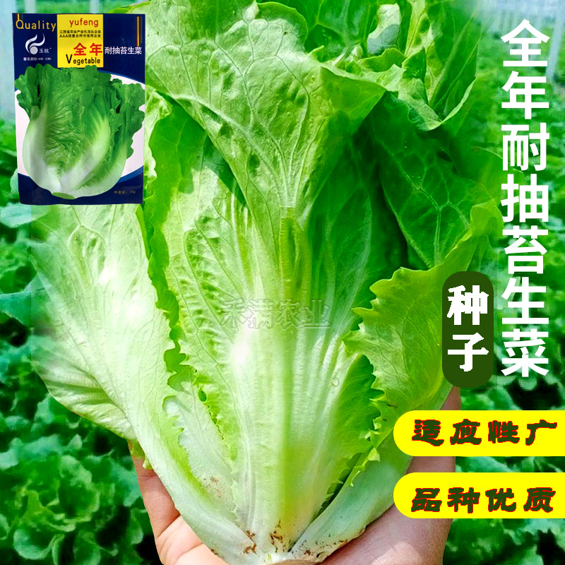 意大利耐抽苔生菜种子耐热耐寒四季可种植生菜种子基地用种子