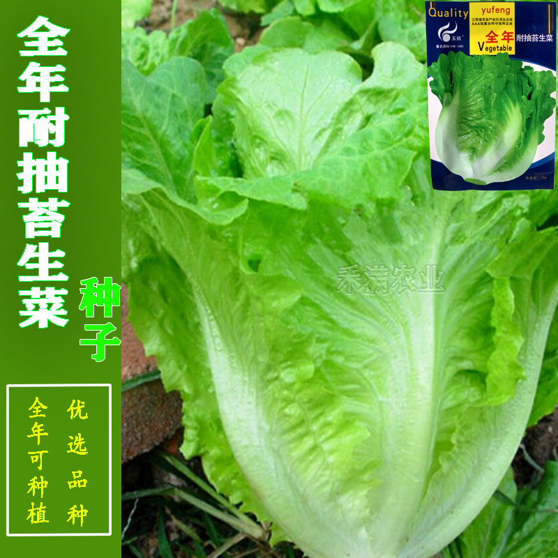 意大利耐抽苔生菜种子耐热耐寒四季可种植生菜种子基地用种子