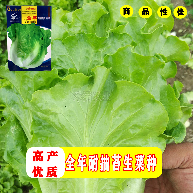意大利耐抽苔生菜种子耐热耐寒四季可种植生菜种子基地用种子