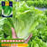 意大利耐抽苔生菜种子耐热耐寒四季可种植生菜种子基地用种子