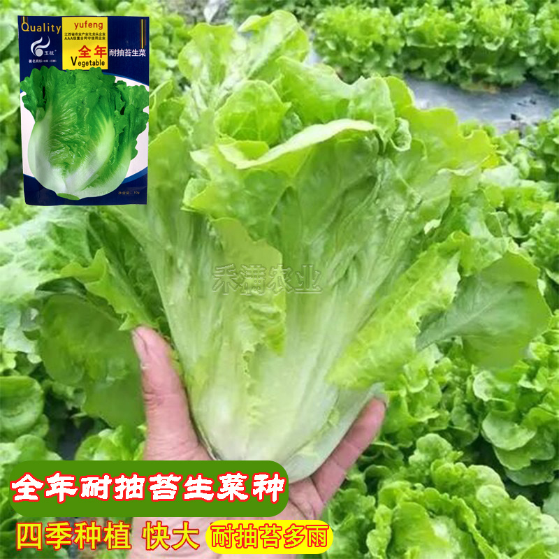 意大利耐抽苔生菜种子耐热耐寒四季可种植生菜种子基地用种子