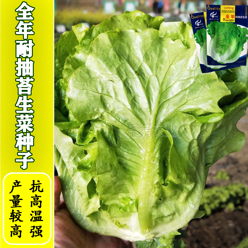 意大利耐抽苔生菜种子耐热耐寒四季可种植生菜种子基地用种子