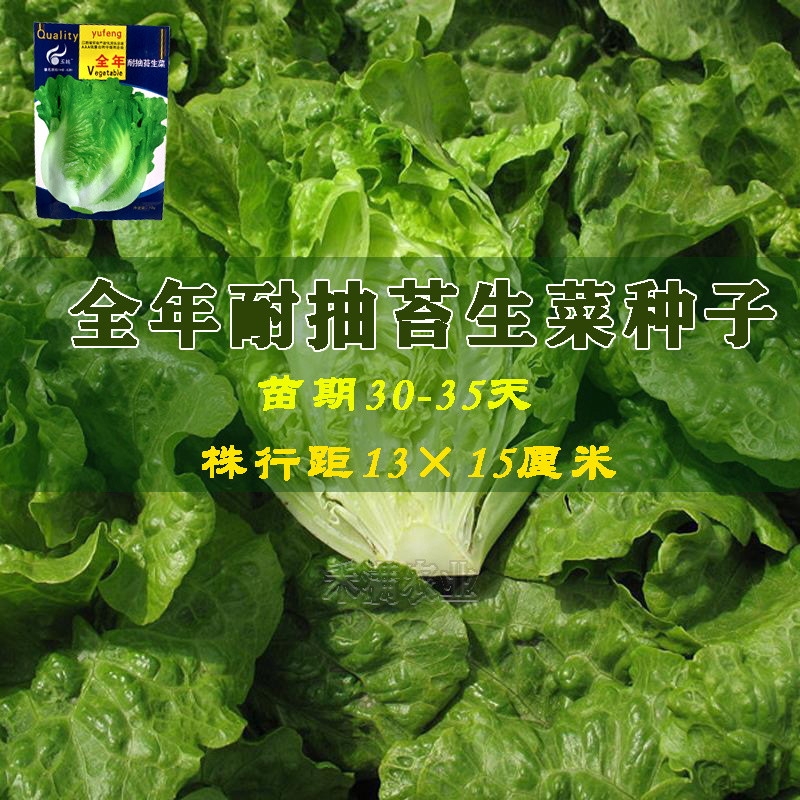 意大利耐抽苔生菜种子耐热耐寒四季可种植生菜种子基地用种子