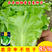 意大利耐抽苔生菜种子耐热耐寒四季可种植生菜种子基地用种子