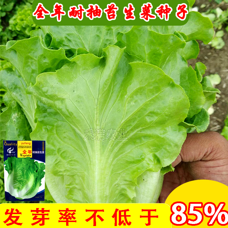 意大利耐抽苔生菜种子耐热耐寒四季可种植生菜种子基地用种子