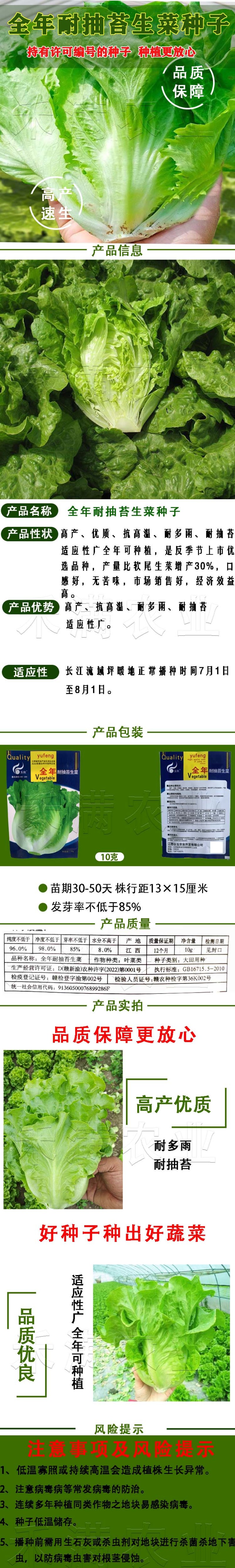 意大利耐抽苔生菜种子耐热耐寒四季可种植生菜种子基地用种子