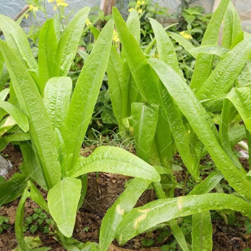 速生油麦菜种子四季香油麦菜种籽阳台耐寒青菜春秋季农家蔬菜