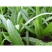速生油麦菜种子四季香油麦菜种籽阳台耐寒青菜春秋季农家蔬菜