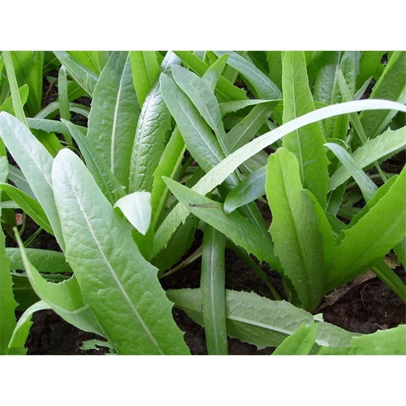 速生油麦菜种子四季香油麦菜种籽阳台耐寒青菜春秋季农家蔬菜