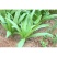 速生油麦菜种子四季香油麦菜种籽阳台耐寒青菜春秋季农家蔬菜