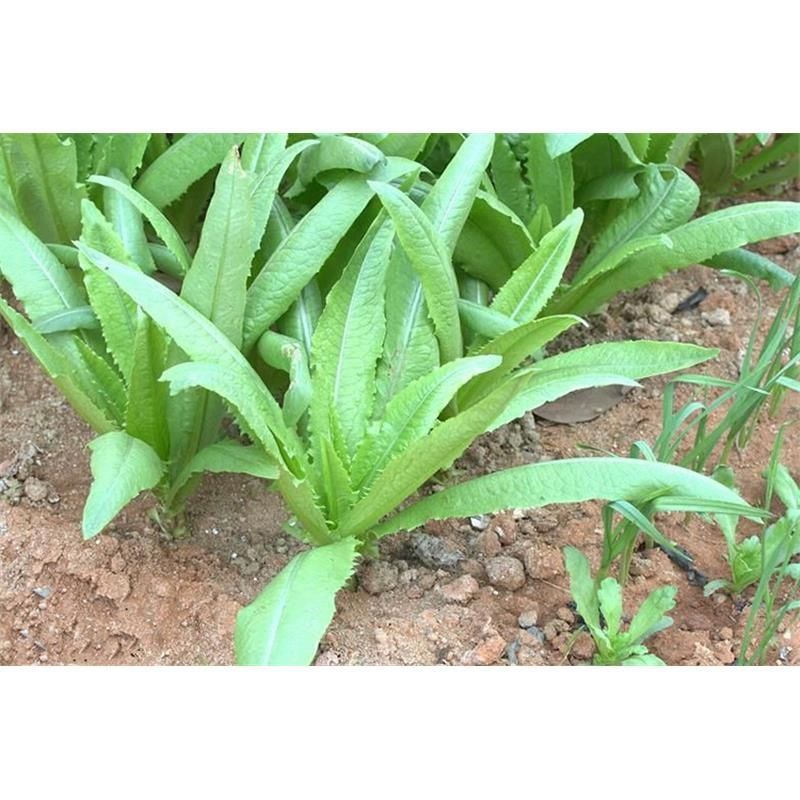 速生油麦菜种子四季香油麦菜种籽阳台耐寒青菜春秋季农家蔬菜
