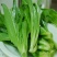 速生油麦菜种子四季香油麦菜种籽阳台耐寒青菜春秋季农家蔬菜