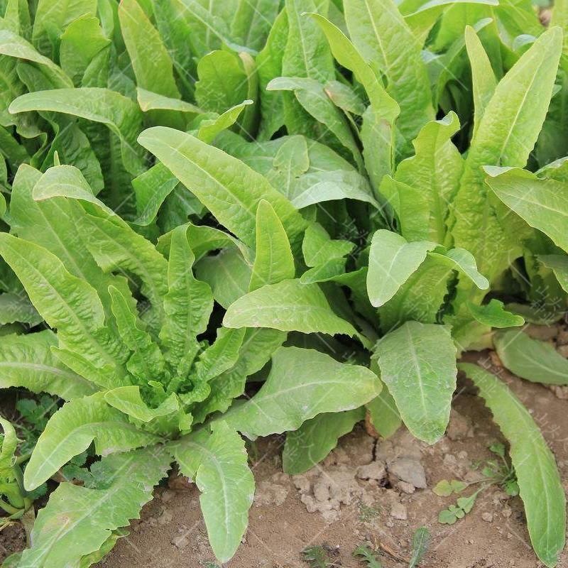 速生油麦菜种子四季香油麦菜种籽阳台耐寒青菜春秋季农家蔬菜