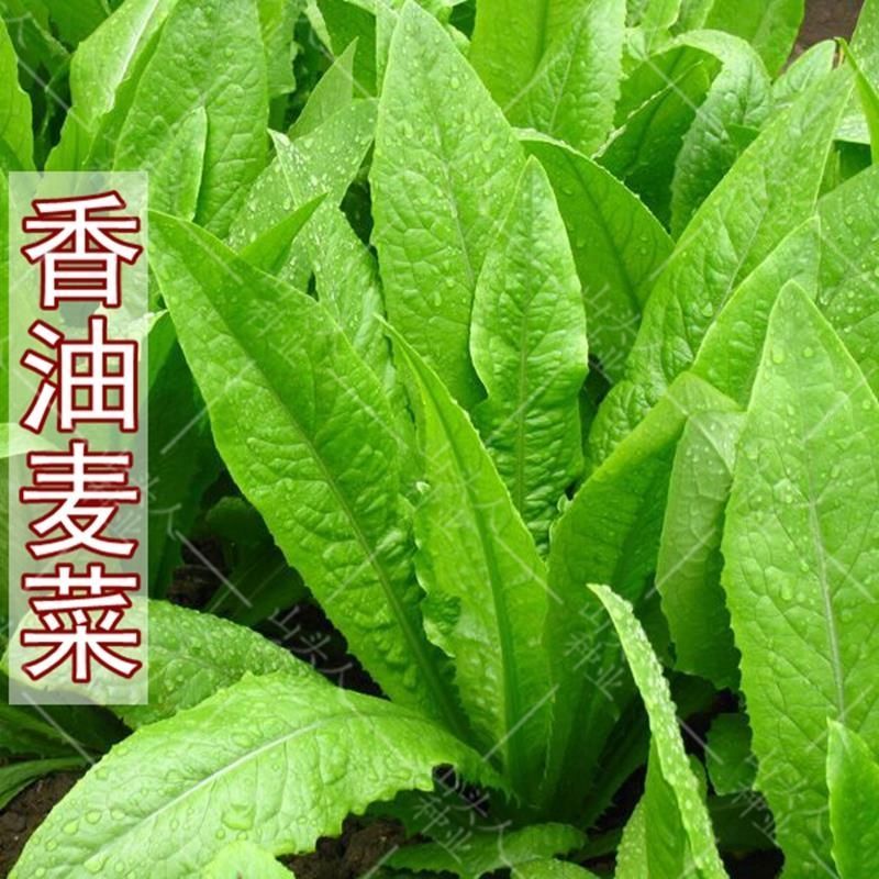 速生油麦菜种子四季香油麦菜种籽阳台耐寒青菜春秋季农家蔬菜