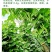 优质品种上架四季豆种子高产红花白荚豆角种子四季豆种子