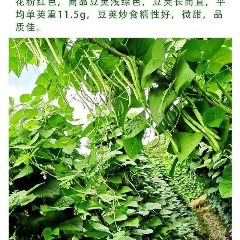 优质品种上架四季豆种子高产红花白荚豆角种子四季豆种子