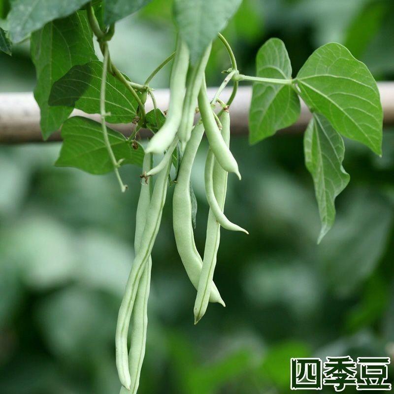 优质品种上架四季豆种子高产红花白荚豆角种子四季豆种子