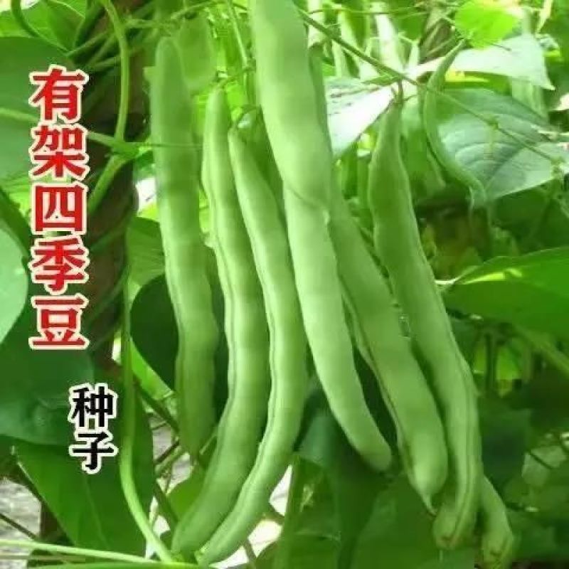 优质品种上架四季豆种子高产红花白荚豆角种子四季豆种子
