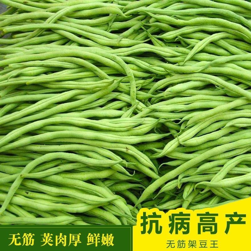 优质品种上架四季豆种子高产红花白荚豆角种子四季豆种子
