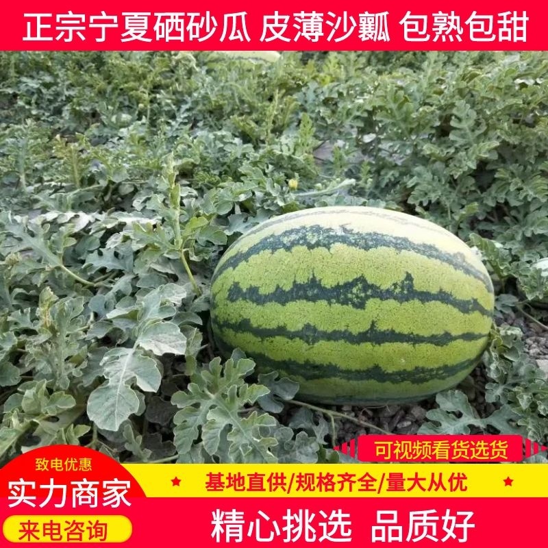 西瓜正品保障随时有货