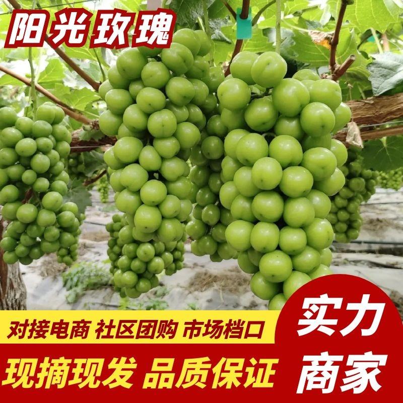【葡萄】陕西阳光玫瑰大量供应产地现摘现发供应全国市场