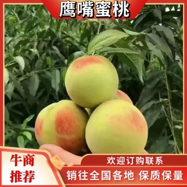 鹰嘴蜜桃产地直发口感脆甜价格不贵质量保证欢迎老板下单选购