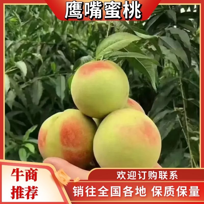 鹰嘴蜜桃产地直发口感脆甜价格不贵质量保证欢迎老板下单选购