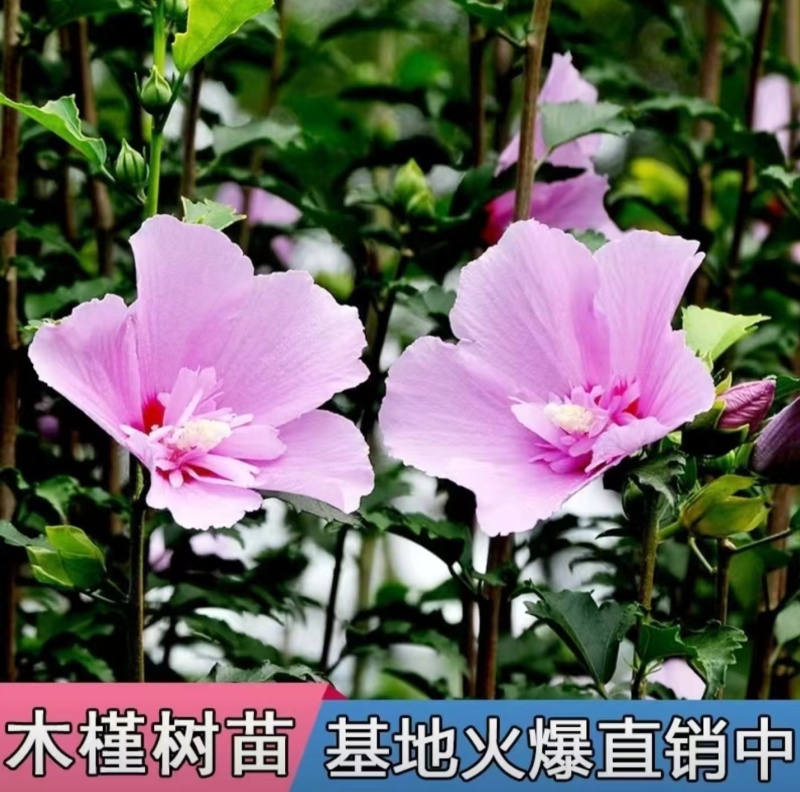 木槿树苗木槿花苗重瓣木槿当年开花绿化庭院植物篱笆墙