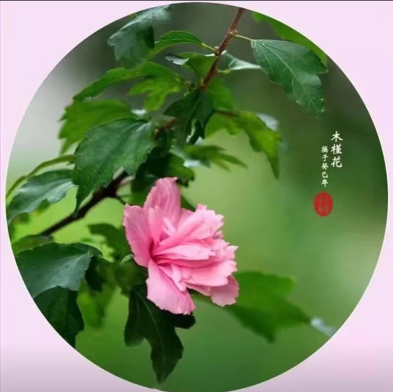 木槿树苗木槿花苗重瓣木槿当年开花绿化庭院植物篱笆墙