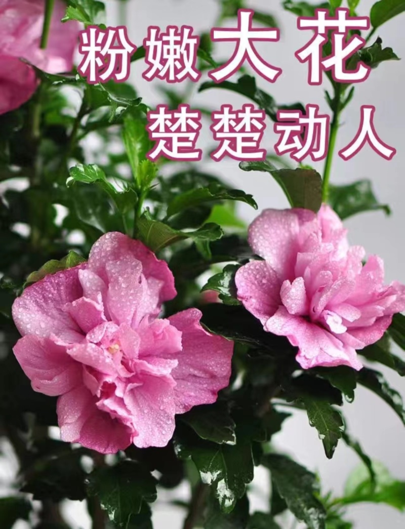 木槿树苗木槿花苗重瓣木槿当年开花绿化庭院植物篱笆墙
