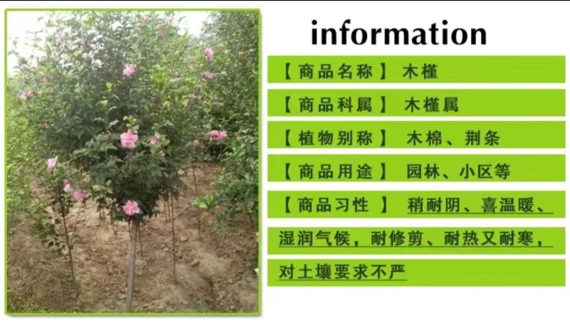 木槿树苗木槿花苗重瓣木槿当年开花绿化庭院植物篱笆墙