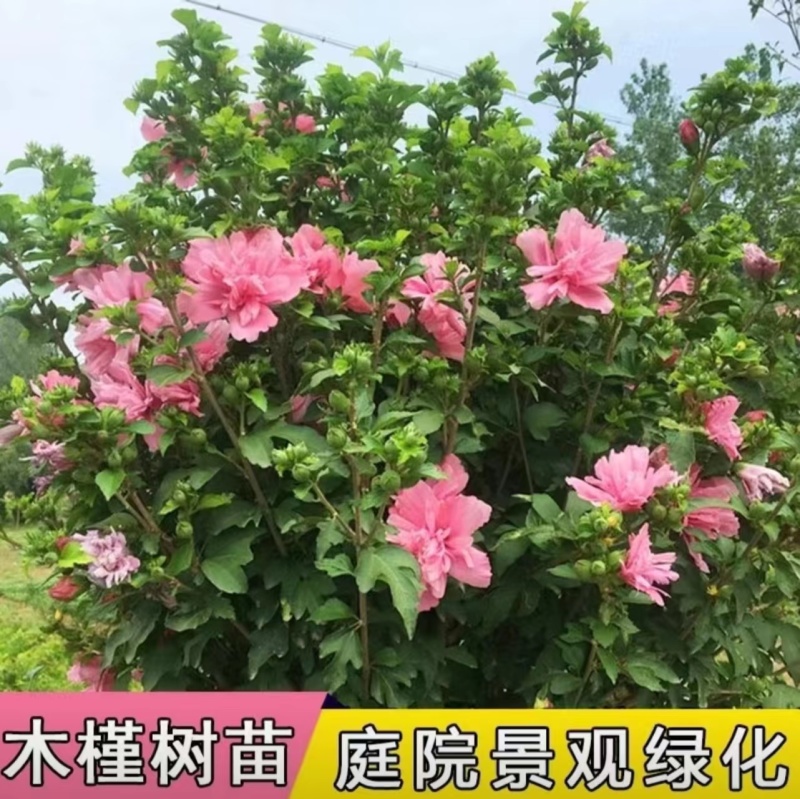木槿树苗木槿花苗重瓣木槿当年开花绿化庭院植物篱笆墙