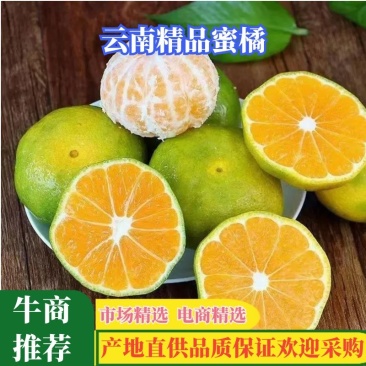 云南蜜橘开始大量上市了货源充足