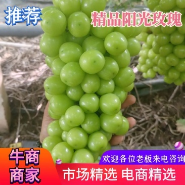 云南玉溪元江的阳光玫瑰葡萄大量上市了，需要的老板联系我