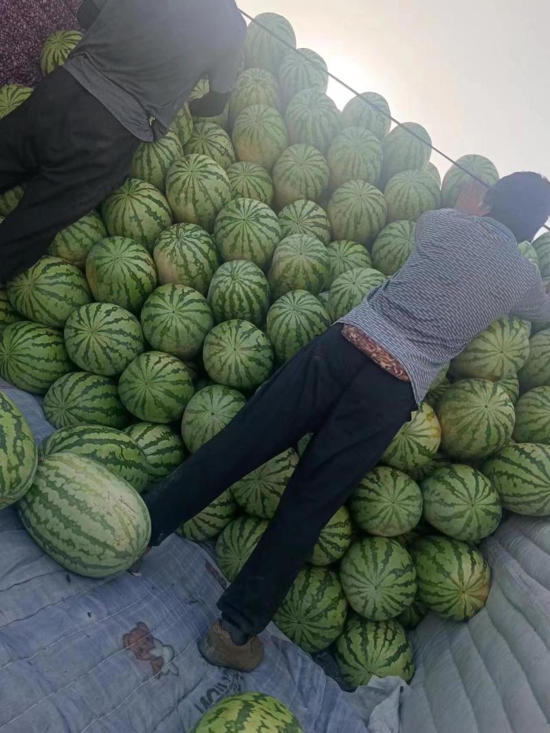 麒麟西瓜美都西瓜黑美人黄皮西瓜甜王京欣