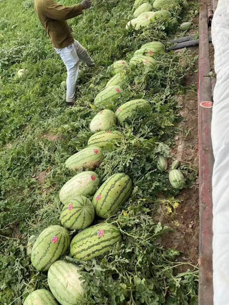 麒麟西瓜美都西瓜黑美人黄皮西瓜甜王京欣