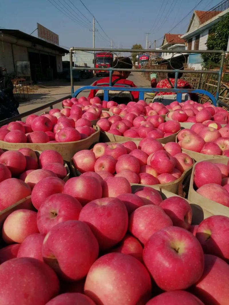 山东烟台红富士，通货，80以上每斤2元，果农自产货