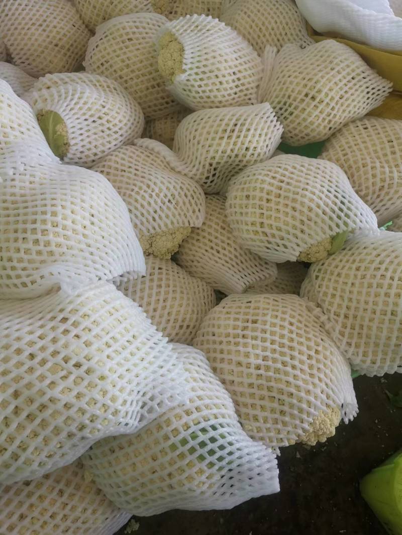 菜花，甘肃定西安定区松花菜，白面青梗松花菜品质好价格实惠
