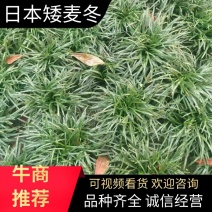 玉龙草产地直发，价格，品质有，欢迎采购