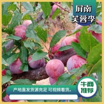 精品福建“屏南李”屏南芙蓉李子，质量保证欢迎选购