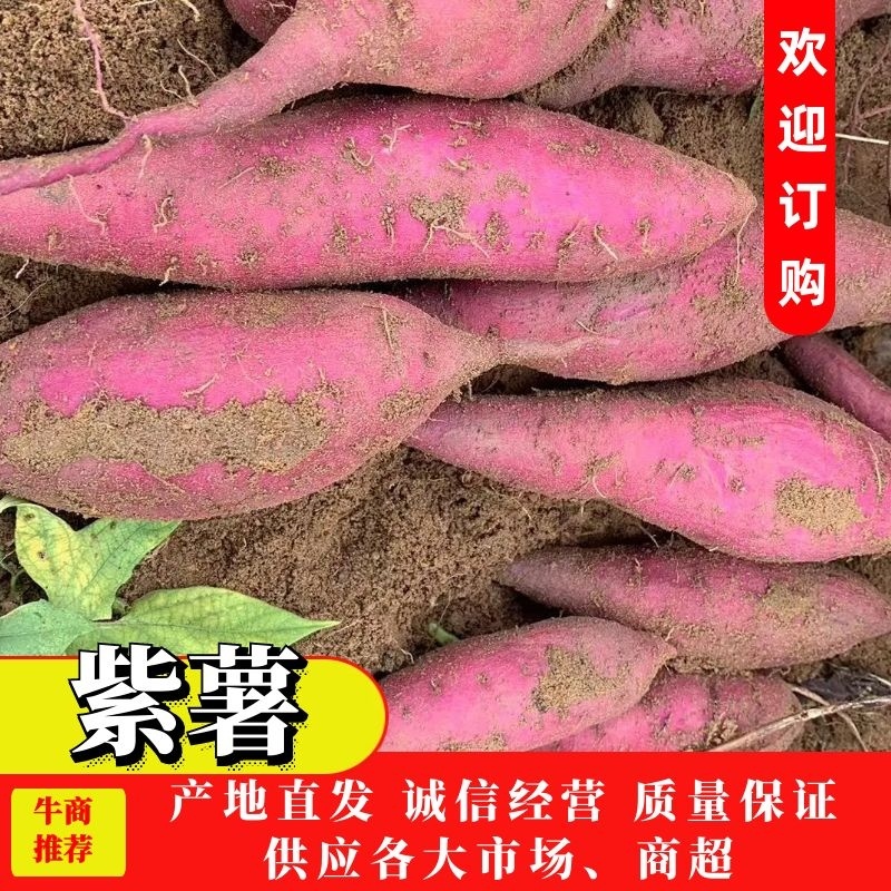 【质量保证】湖北精品紫薯大量供应，软糯香甜，可对接电商